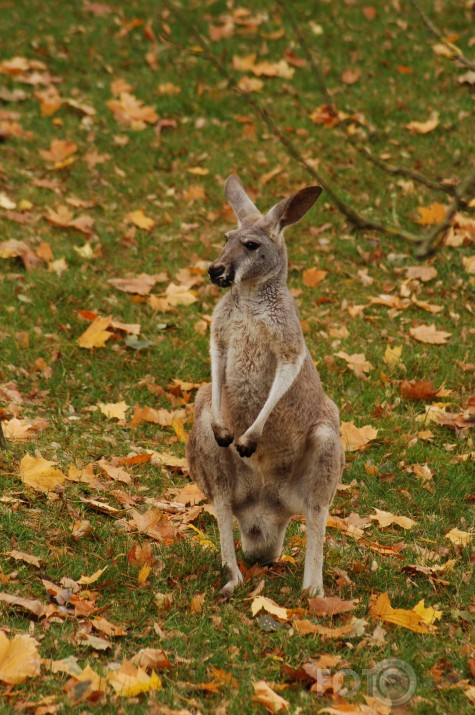 Vienkārši Zoo