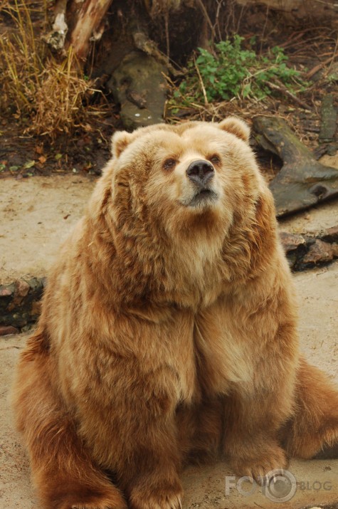 Vienkārši Zoo