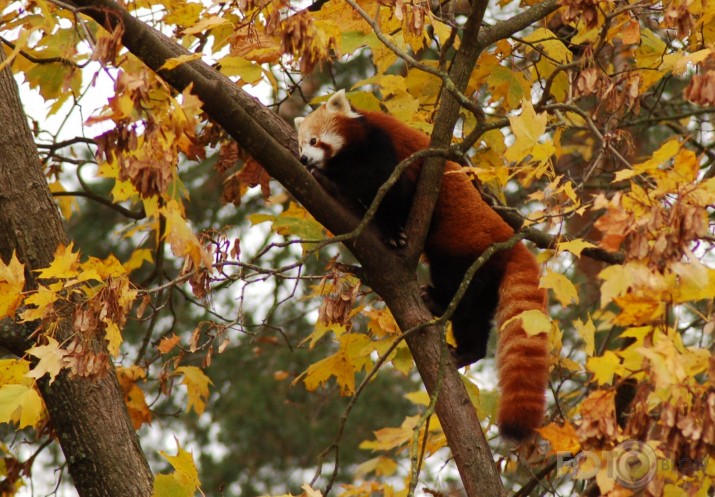Vienkārši Zoo