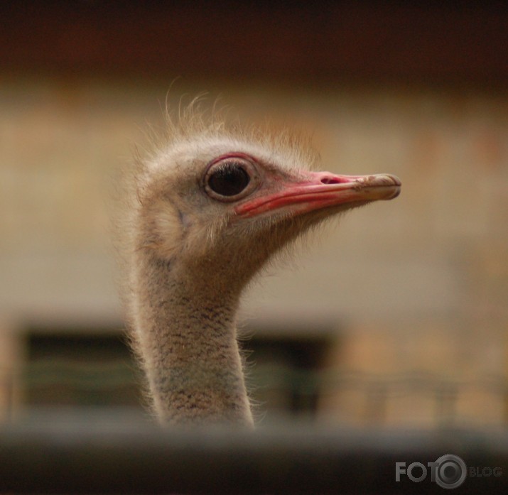 Vienkārši Zoo