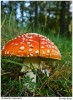 Amanita muscaria