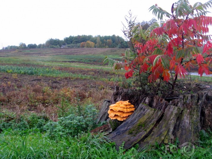 rudens izskaņā