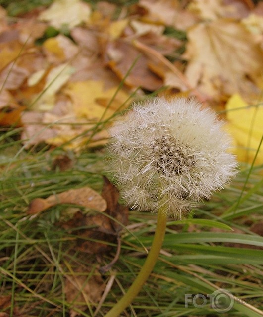 rudens izskaņā