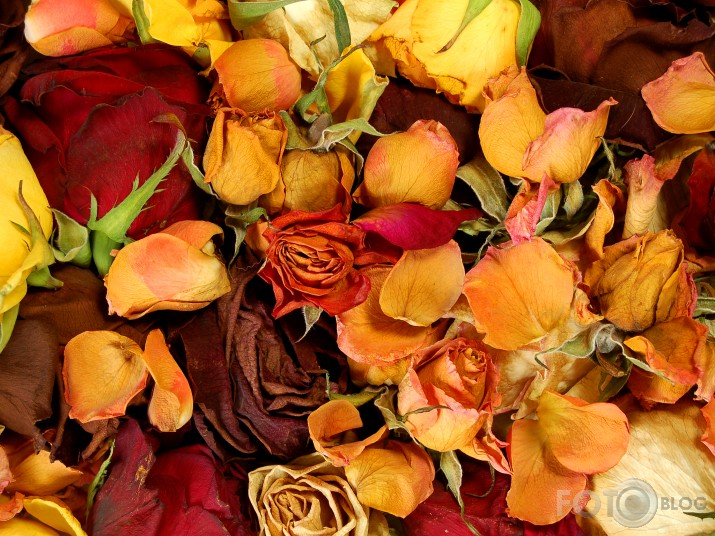 Rudens rozes