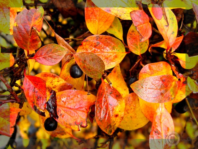 Rudens Faktūra