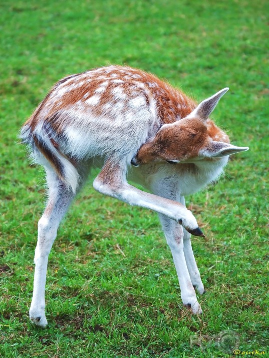 Pašanatomijas stunda