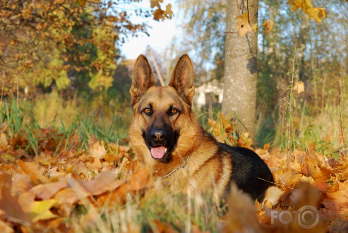 kad rudens vēl bija zelta...