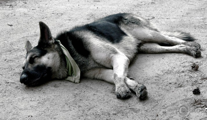 vilks