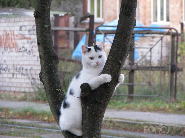 Pardomu bridis.