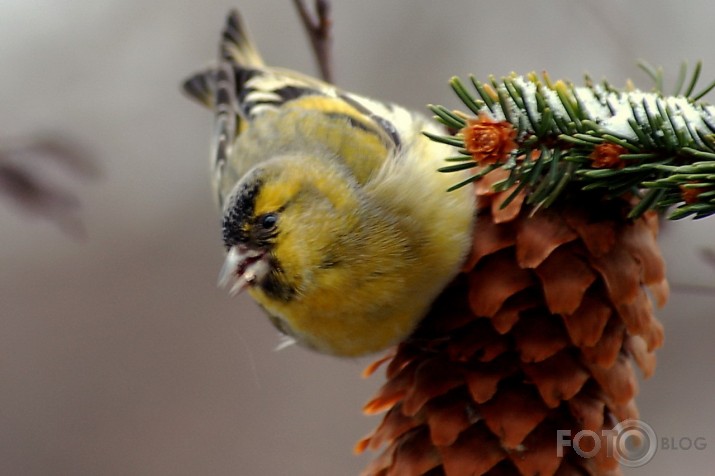 Carduelis spinus - ķivulis.