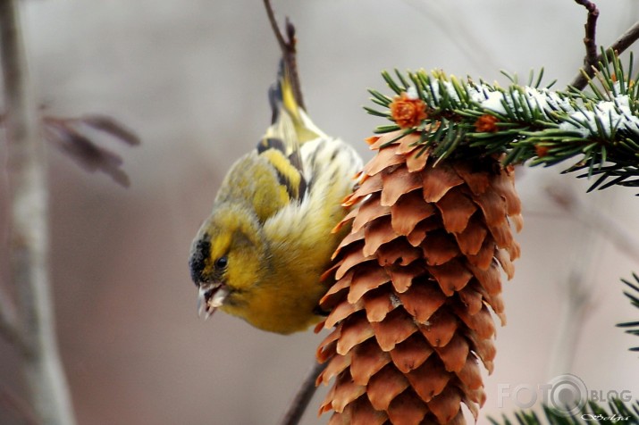 Carduelis spinus - ķivulis.