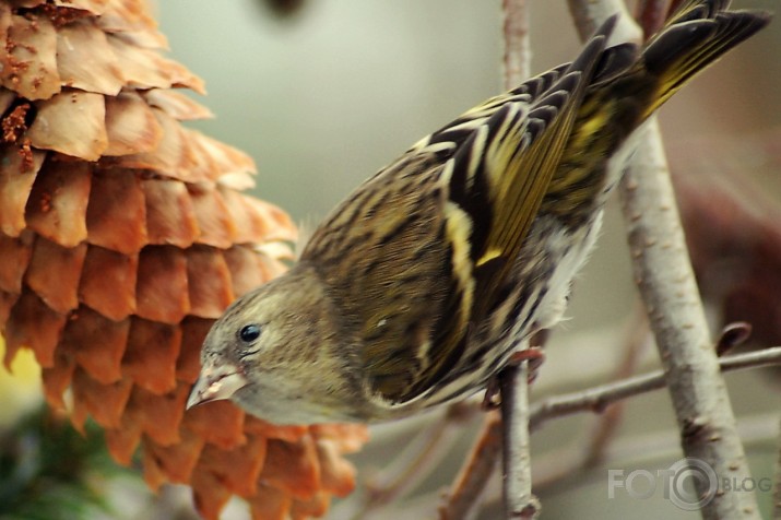 Carduelis spinus - ķivulis.