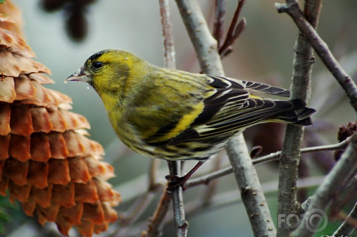 Carduelis spinus - ķivulis.