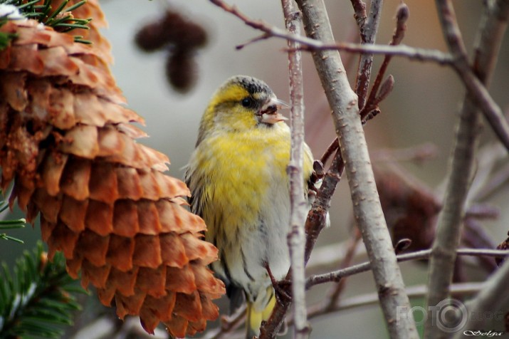 Carduelis spinus - ķivulis.