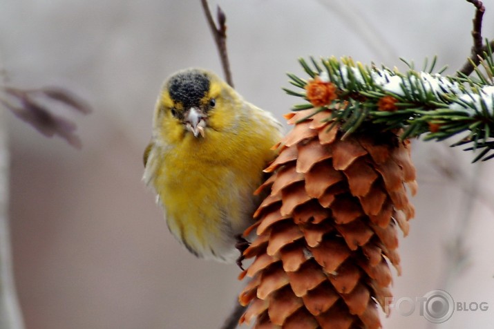 Carduelis spinus - ķivulis.