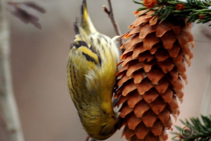 Carduelis spinus - ķivulis.