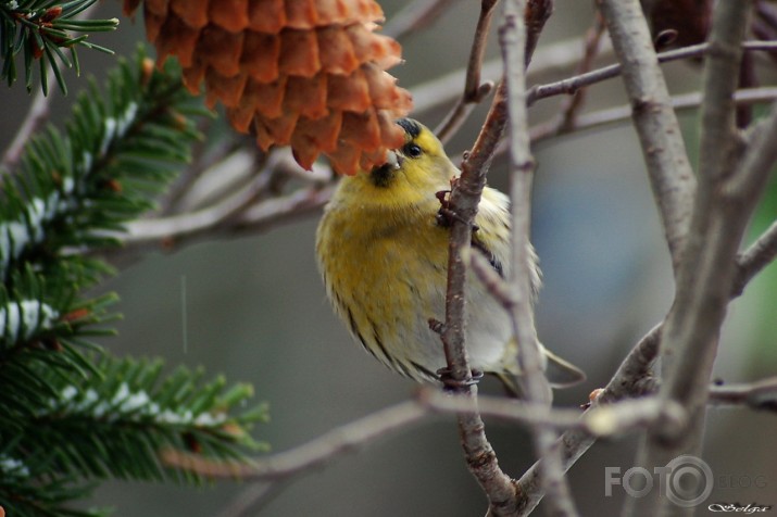 Carduelis spinus - ķivulis.