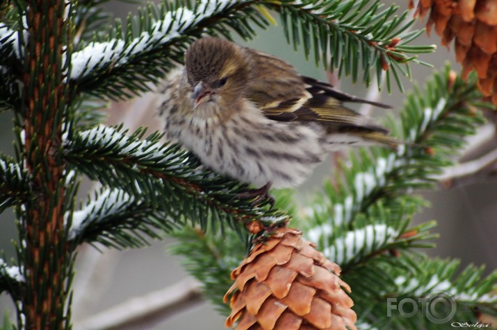 Carduelis spinus - ķivulis.