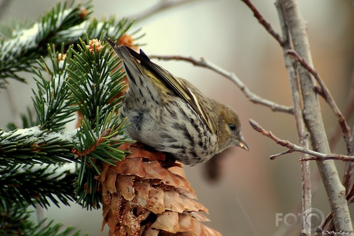 Carduelis spinus - ķivulis.