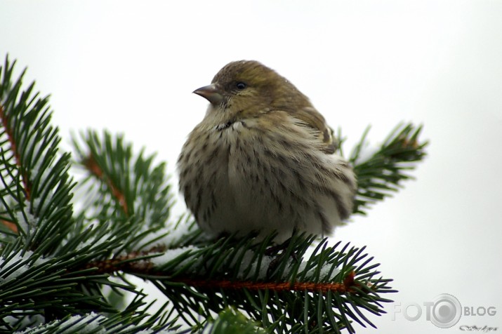 Carduelis spinus - ķivulis.