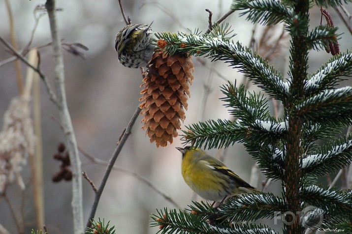 Carduelis spinus - ķivulis.