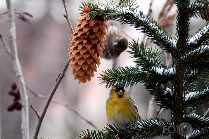 Carduelis spinus - ķivulis.