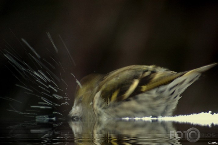 Carduelis spinus - ķivulis.
