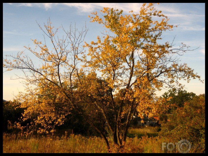 rudens glezno.