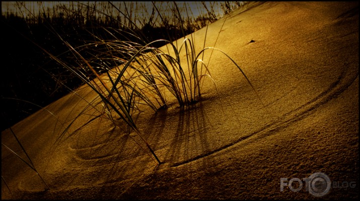 Vēja pēdas smiltīs