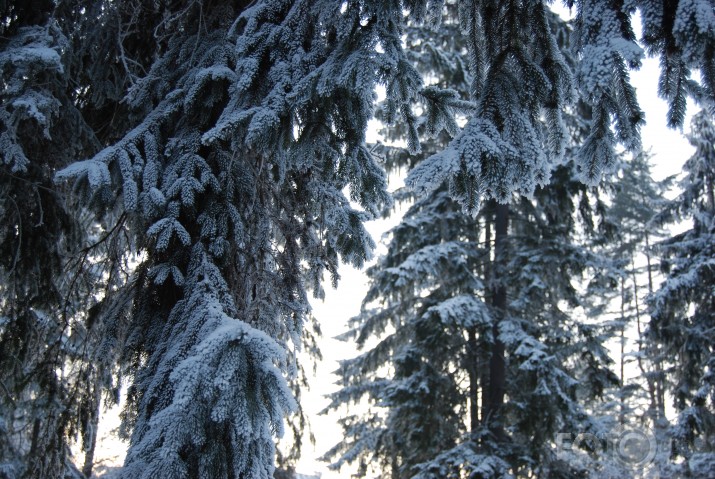 Slovākija 2008