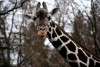 Ko lūri - žirafi neesi redzējis? :)
