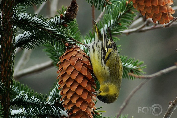 Carduelis spinus - ķivulis.