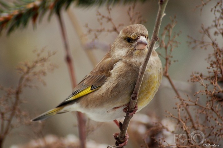 Carduelis chloris - zaļzubīte.