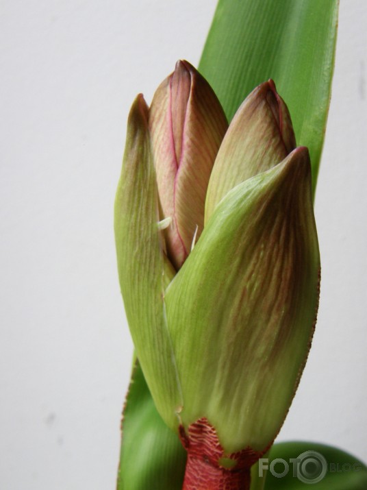...kā plauka Amaryllis
