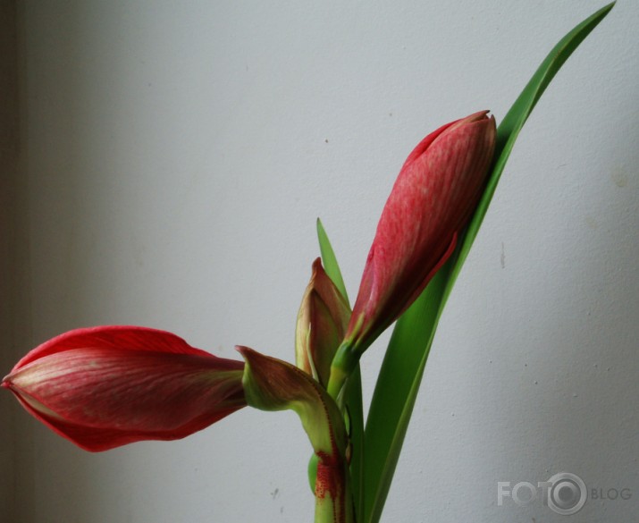 ...kā plauka Amaryllis