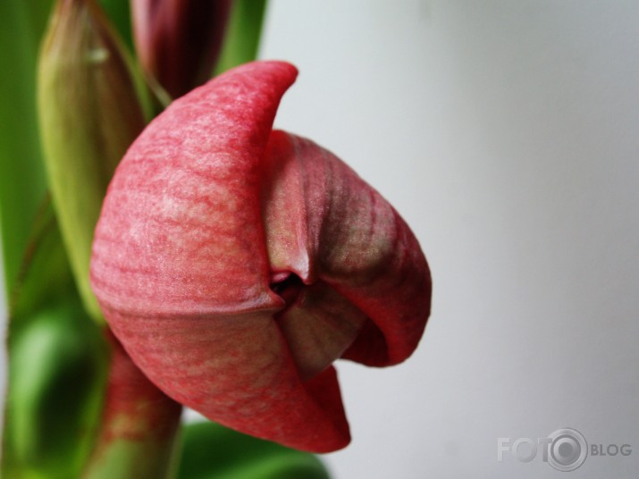 ...kā plauka Amaryllis