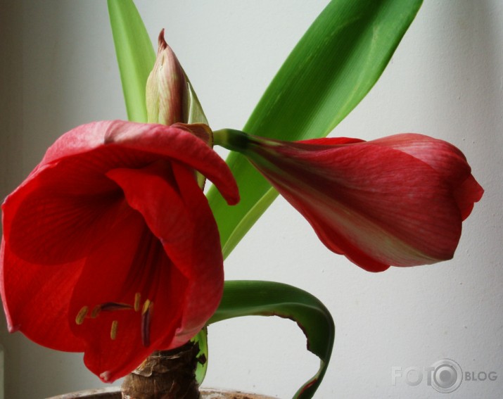 ...kā plauka Amaryllis