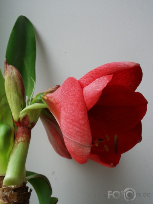 ...kā plauka Amaryllis