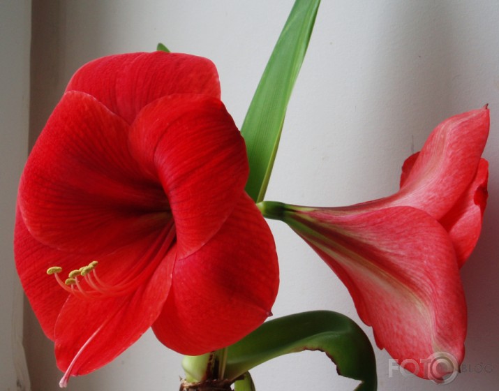 ...kā plauka Amaryllis