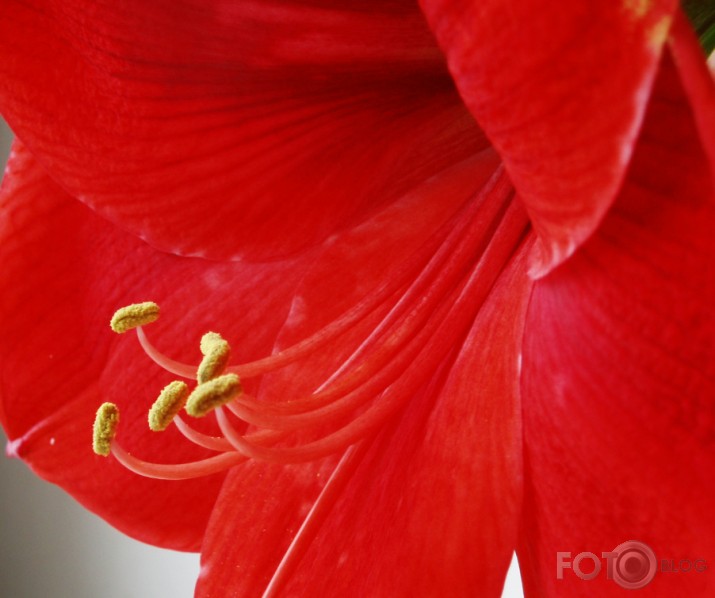 ...kā plauka Amaryllis