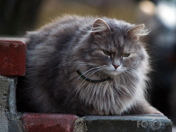kāda nesena pirmdiena jelgavas pusē