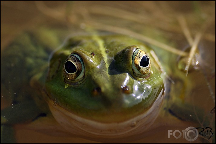 Smaidam, kaut kukaiņi mieru neliek!