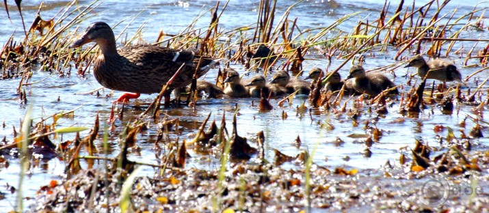 Pārgājiens