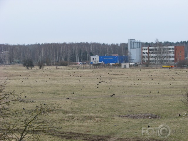vārnas uzbrūk