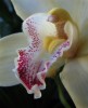 Palaidniece (Cymbidium orhideja)