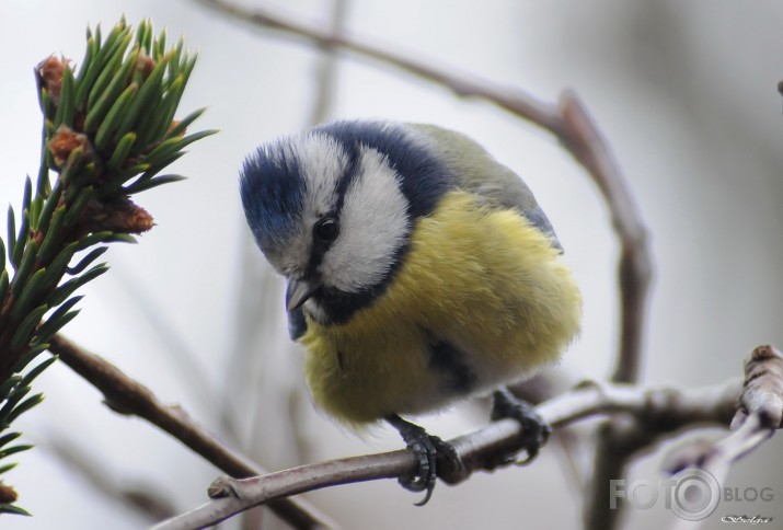 Zilzīlīte...Parus caeruleus.