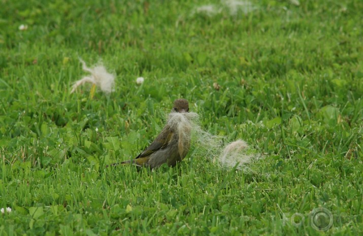 Zaļžubīte