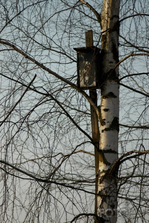 pirmdienas lidlauks