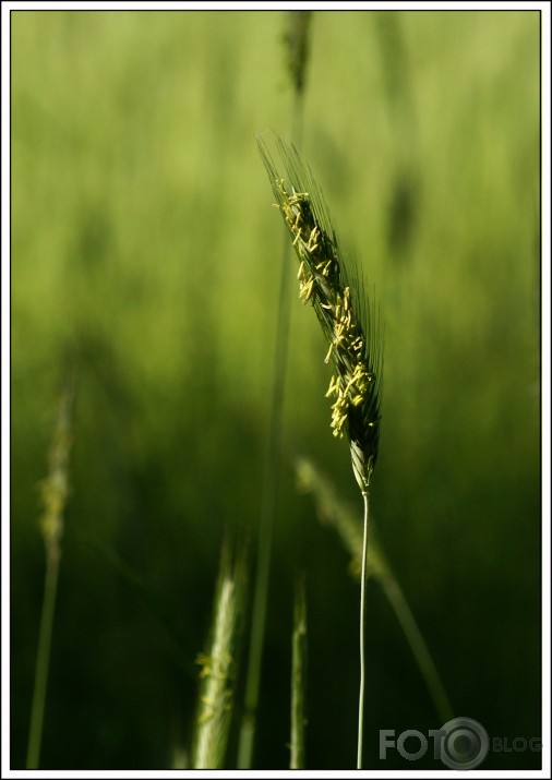 Maize būs.