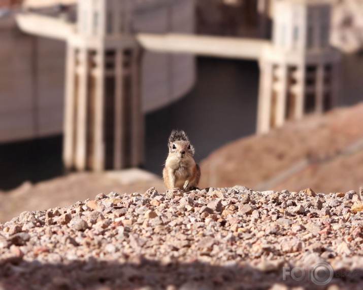 Hoover Dam resident